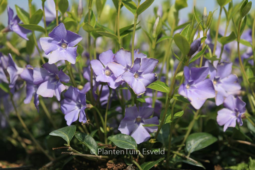 Vinca minor