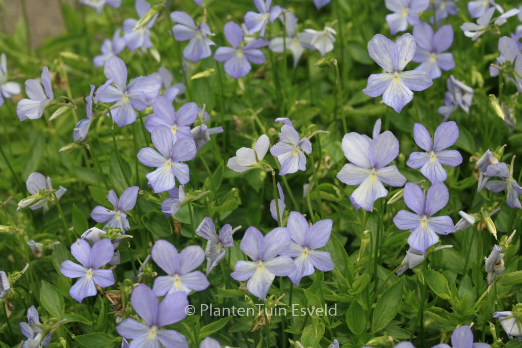 Viola ‚Boughton Blue‘