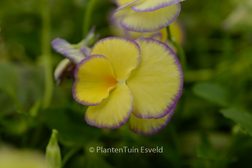Viola ‚Etain‘