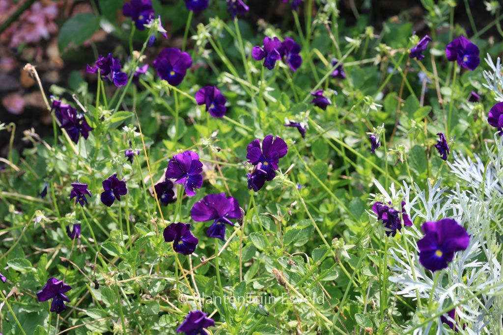 Viola ‚Martin‘