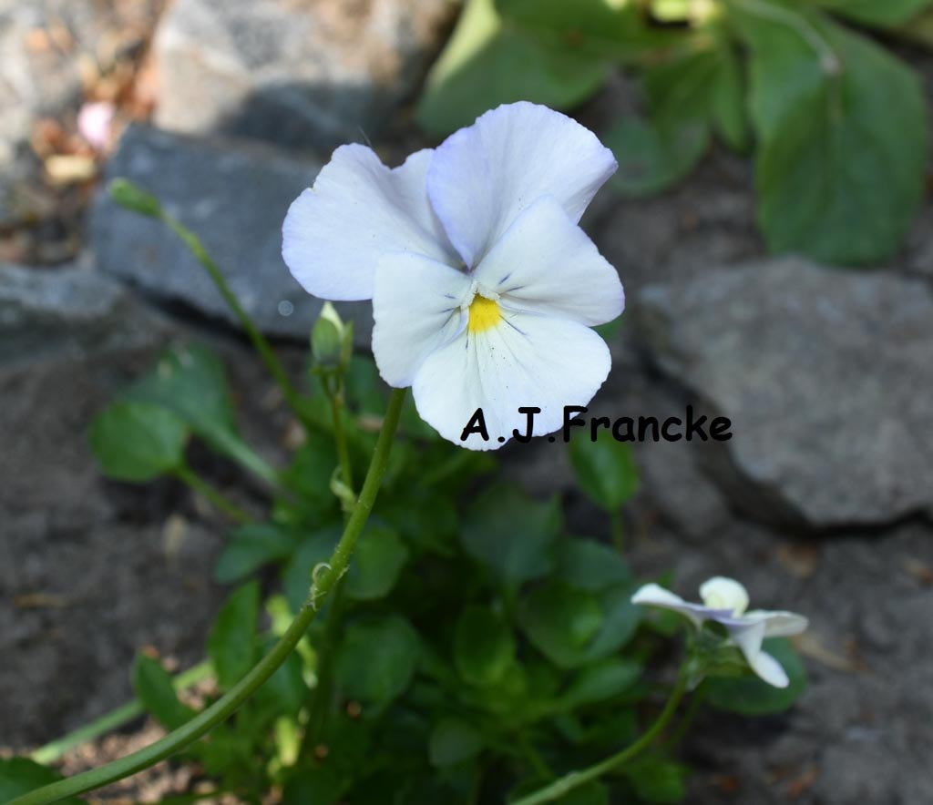 Viola ‚Milkmaid‘