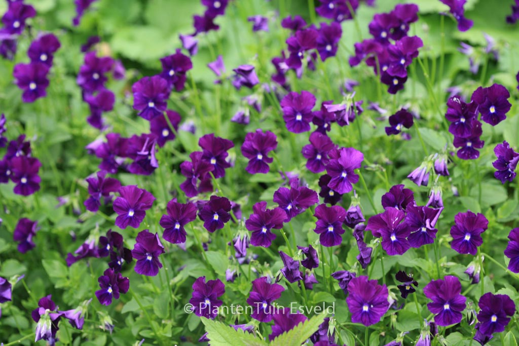 Viola ‚Roem van Aalsmeer‘