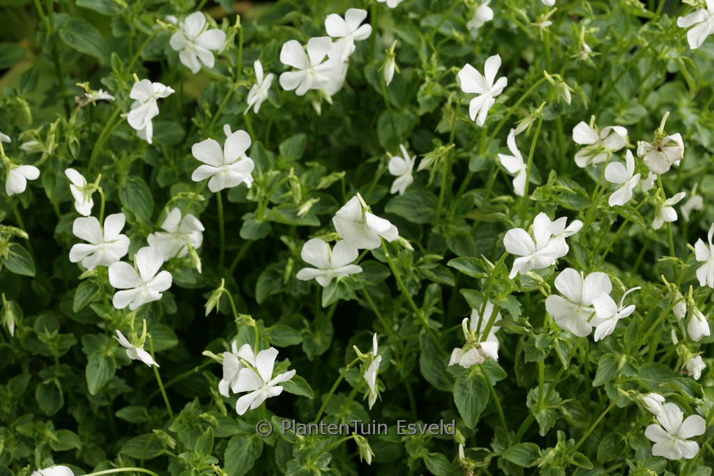 Viola cornuta ‚Wisley White‘