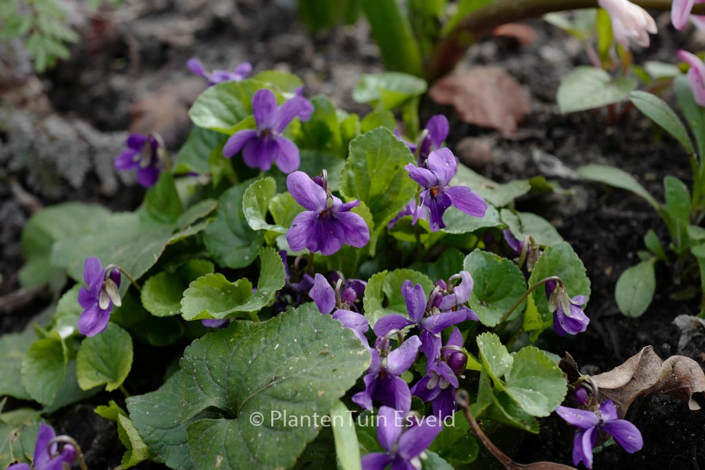 Viola odorata