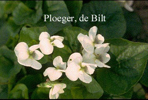 Viola sororia ‚Albiflora‘