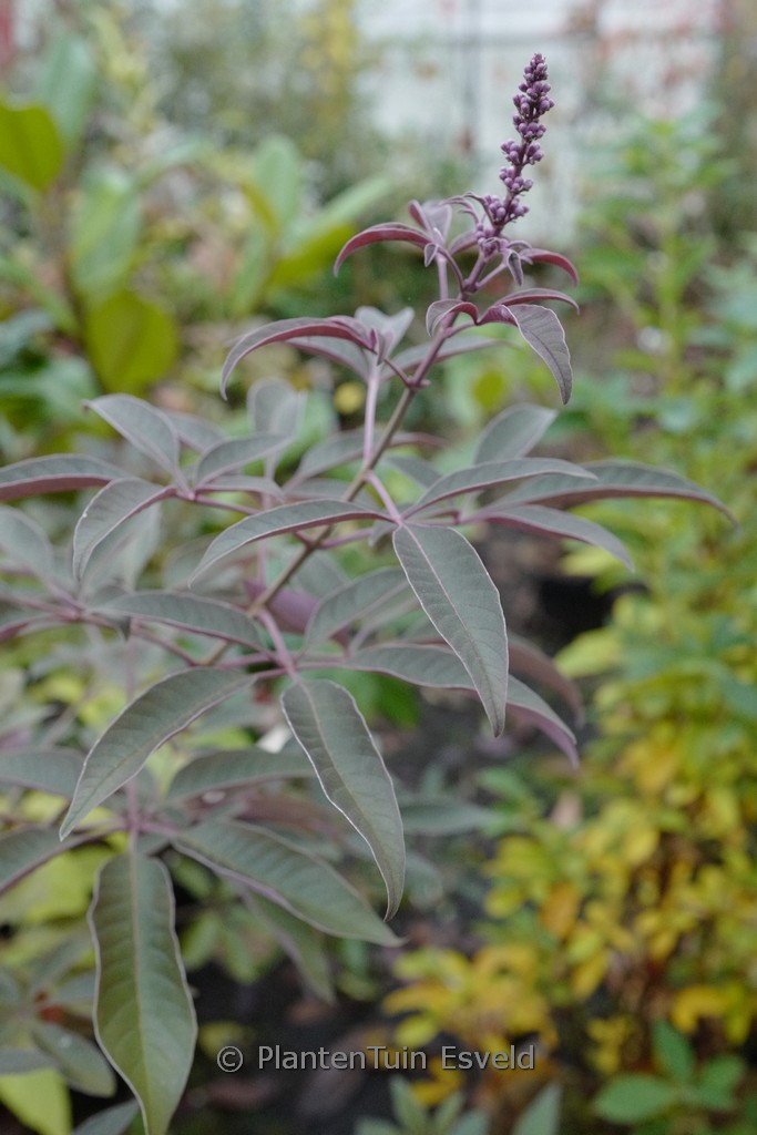 Vitex ‚Bailtexone‘ (FLIP SIDE)