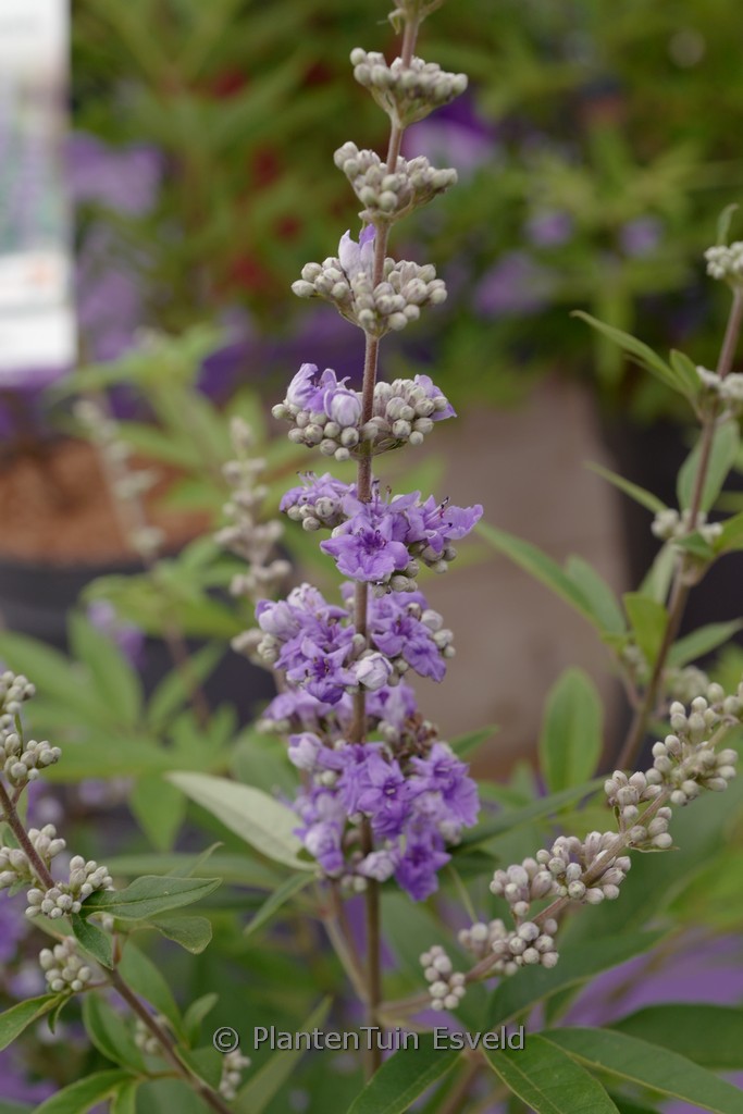 Vitex ‚Summertime Blues‘