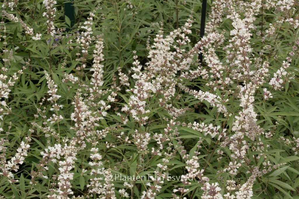 Vitex agnus-castus ‚Albus‘