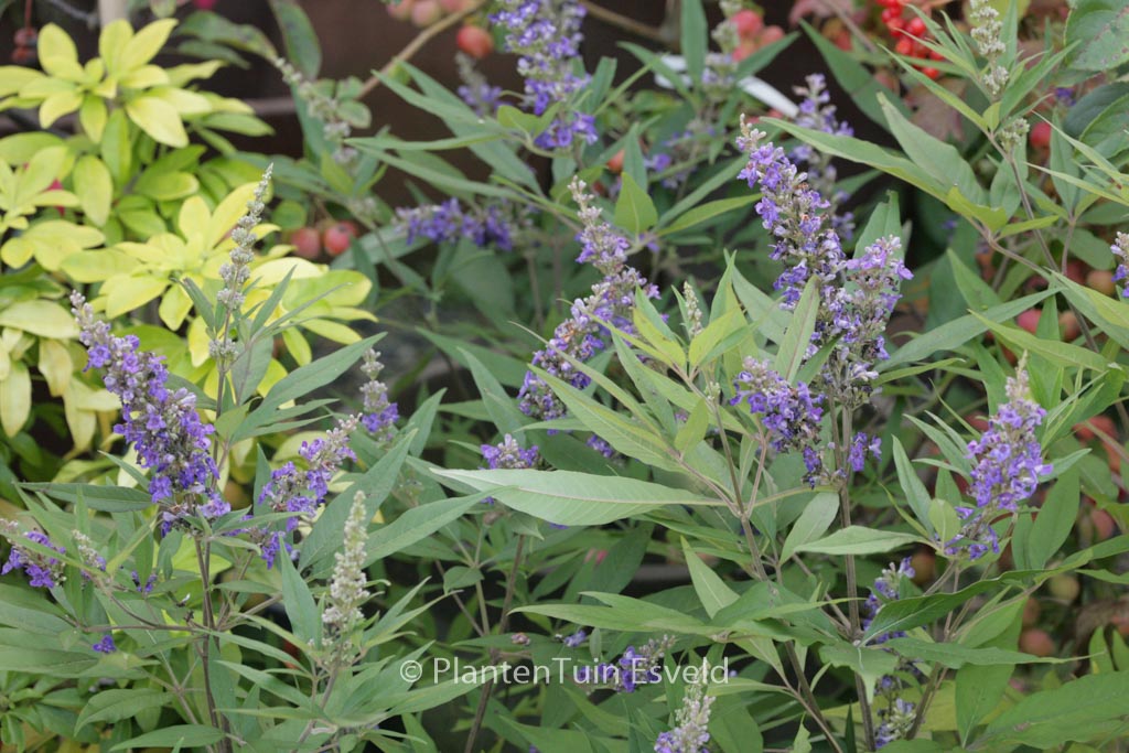 Vitex agnus-castus ‚PIIVAC-I‘ (FIRST EDITIONS DELTA BLUES)