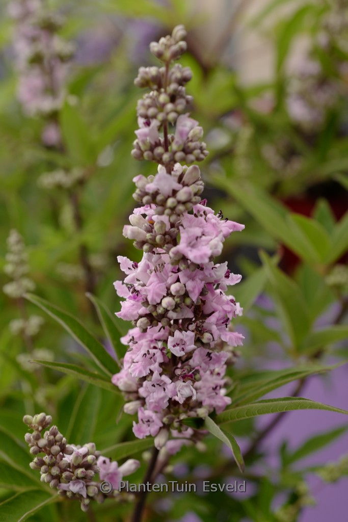 Vitex agnus-castus ‚Pink Pinnacle‘