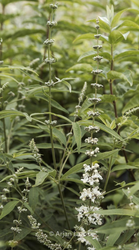 Vitex agnus-castus ‚Silver Spire‘