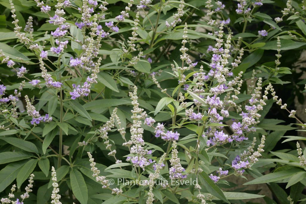 Vitex agnus-castus latifolia