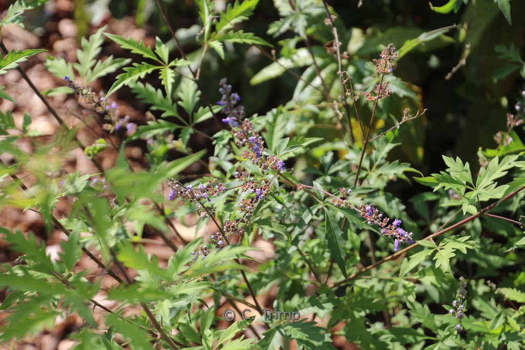 Vitex negundo ‚Cannabifolia‘