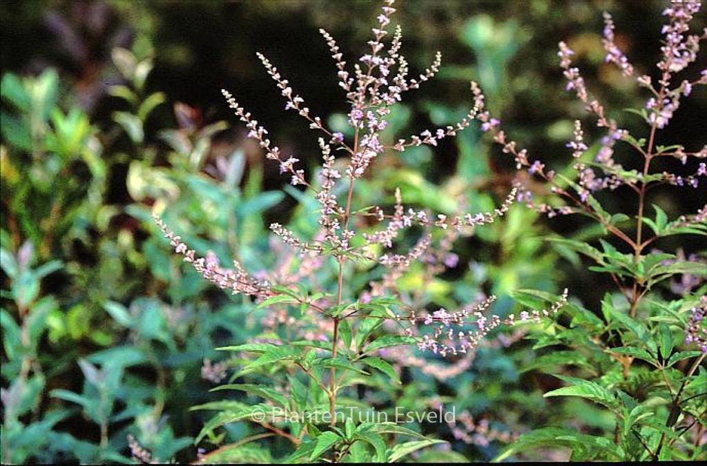 Vitex negundo ‚Heterophylla‘