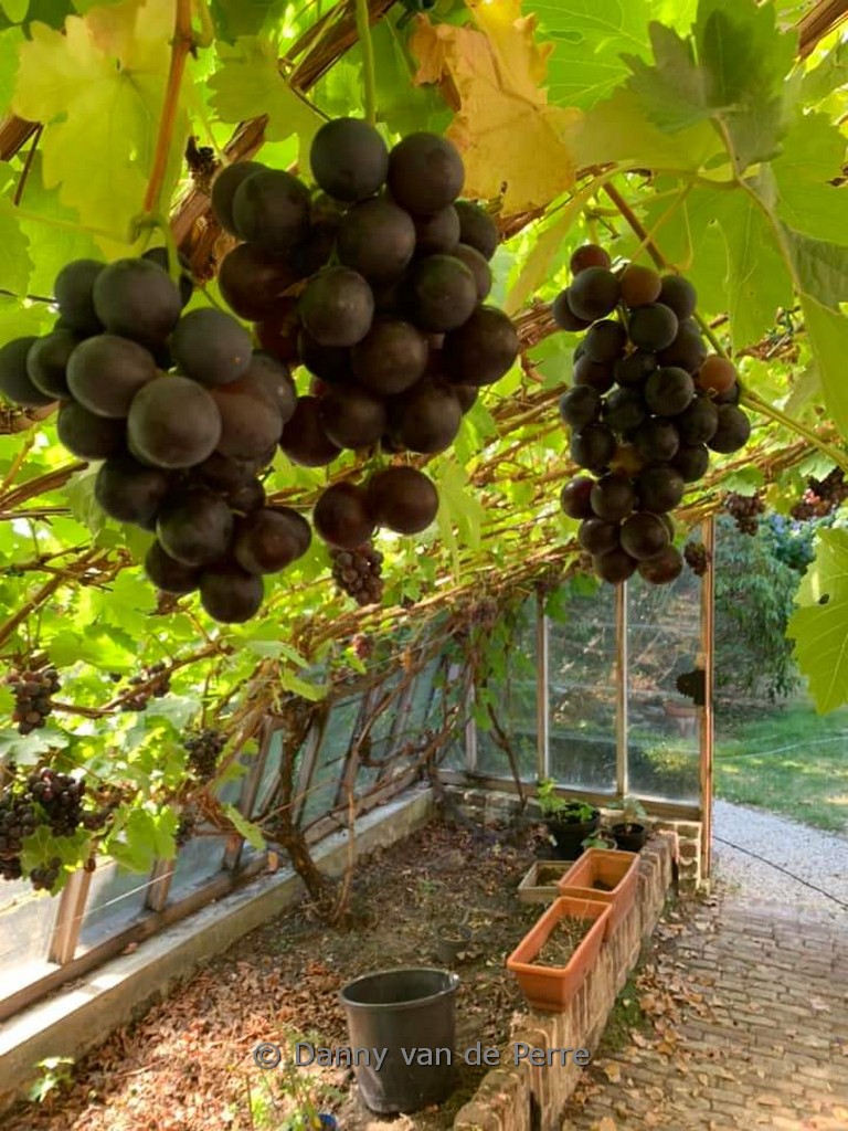 Vitis ‚Frankenthaler‘