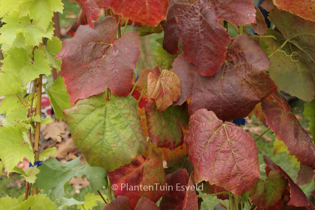 Vitis ‚Glenora‘