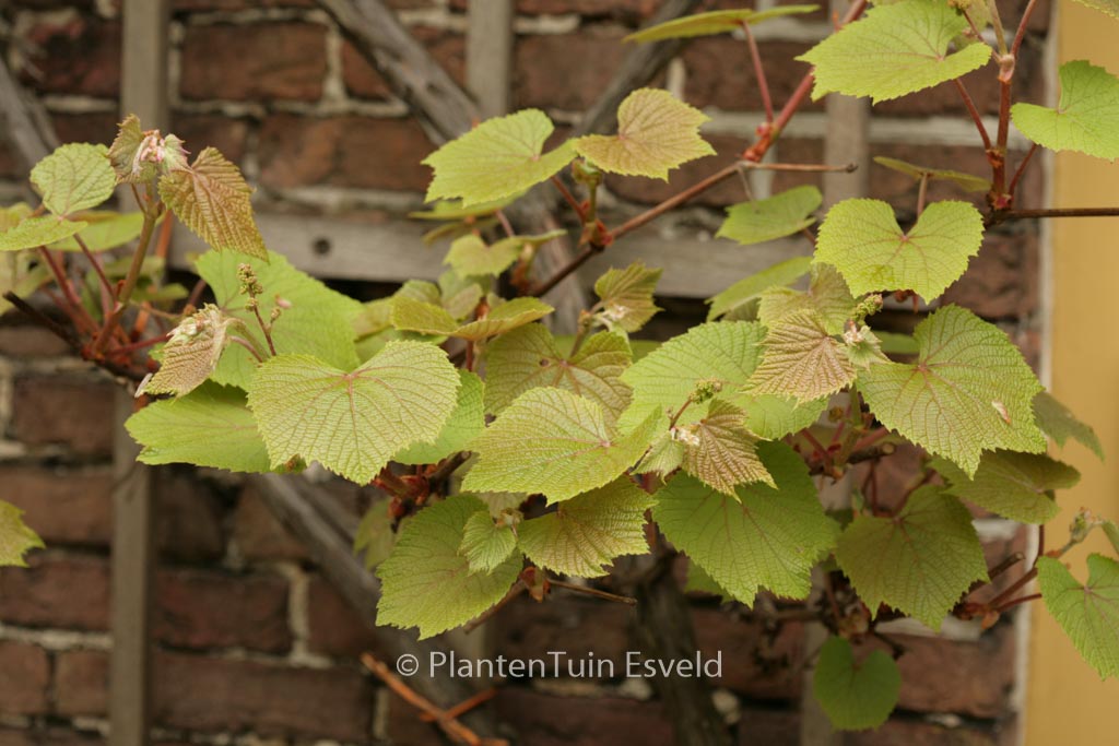 Vitis coignetiae