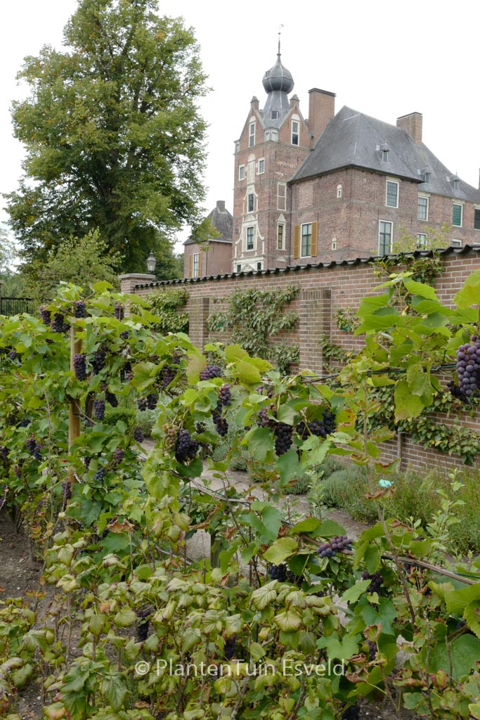 Vitis vinifera ‚Boskoop Glory‘