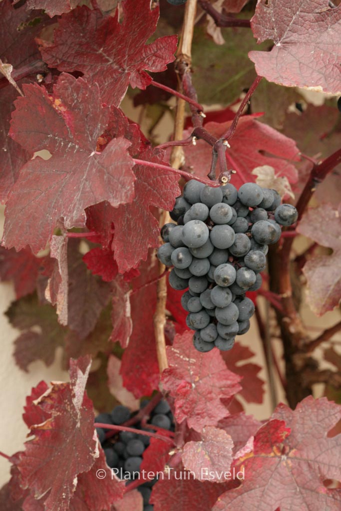 Vitis vinifera ‚Purpurea‘