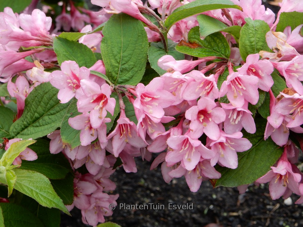 Weigela ‚Avant Garde‘