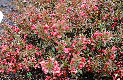 Weigela ‚Bokrashine‘ (NAOMI CAMPBELL)