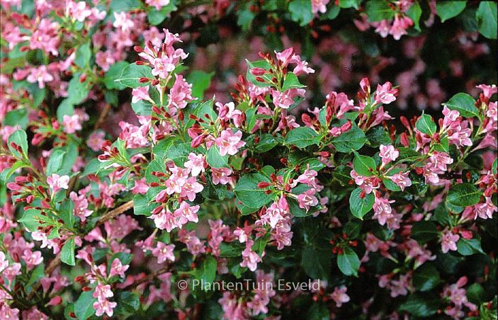Weigela ‚Bouquet Rose‘