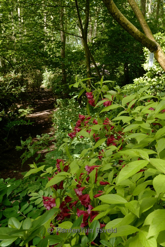 Weigela ‚Briant Rubidor‘ (OLYMPIADE)