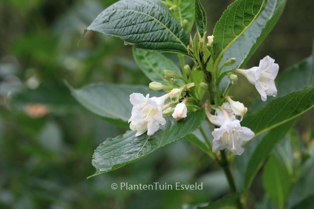 Weigela ‚Bristol Snowflake‘
