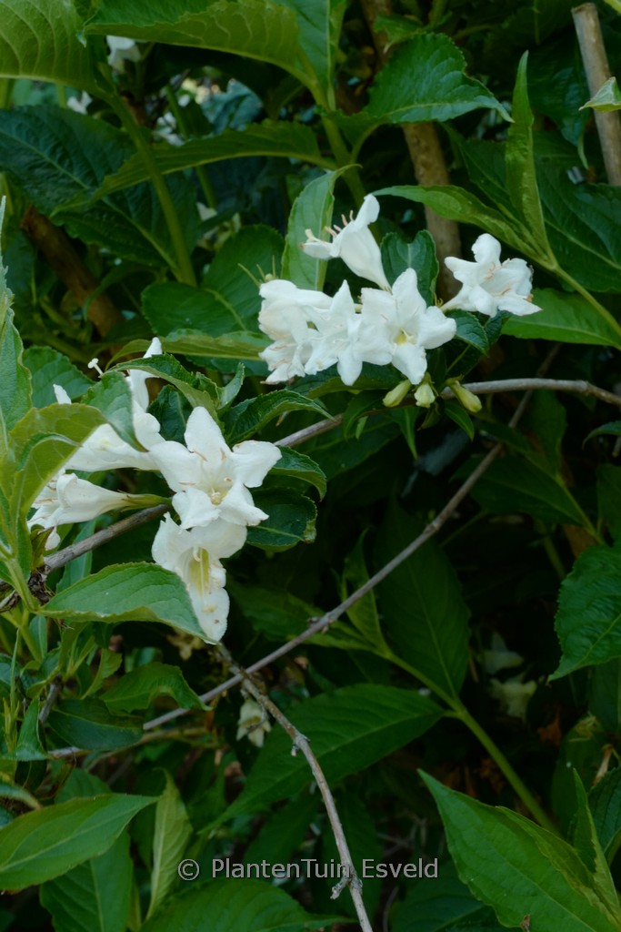 Weigela ‚Candida‘