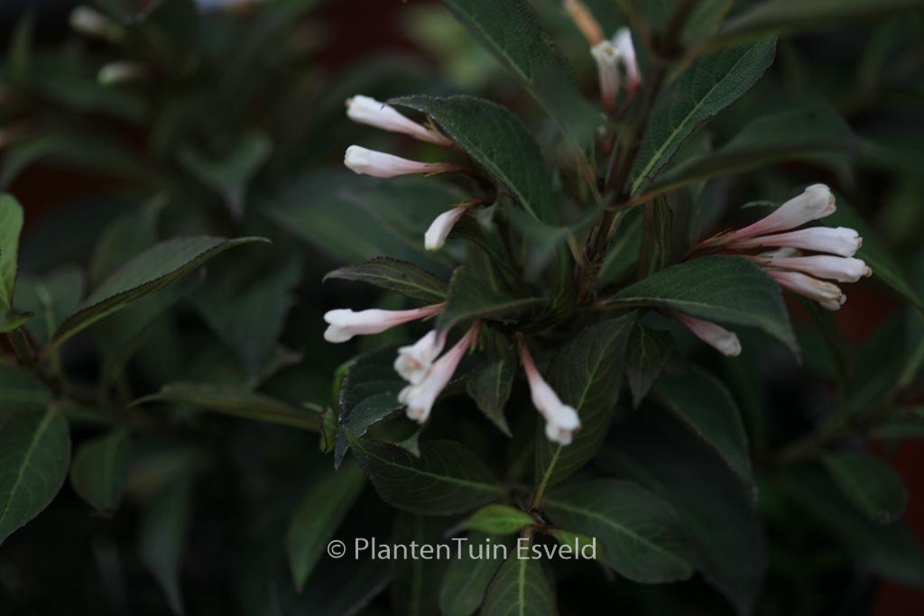 Weigela ‚Courtacad1‘ (BLACK AND WHITE)