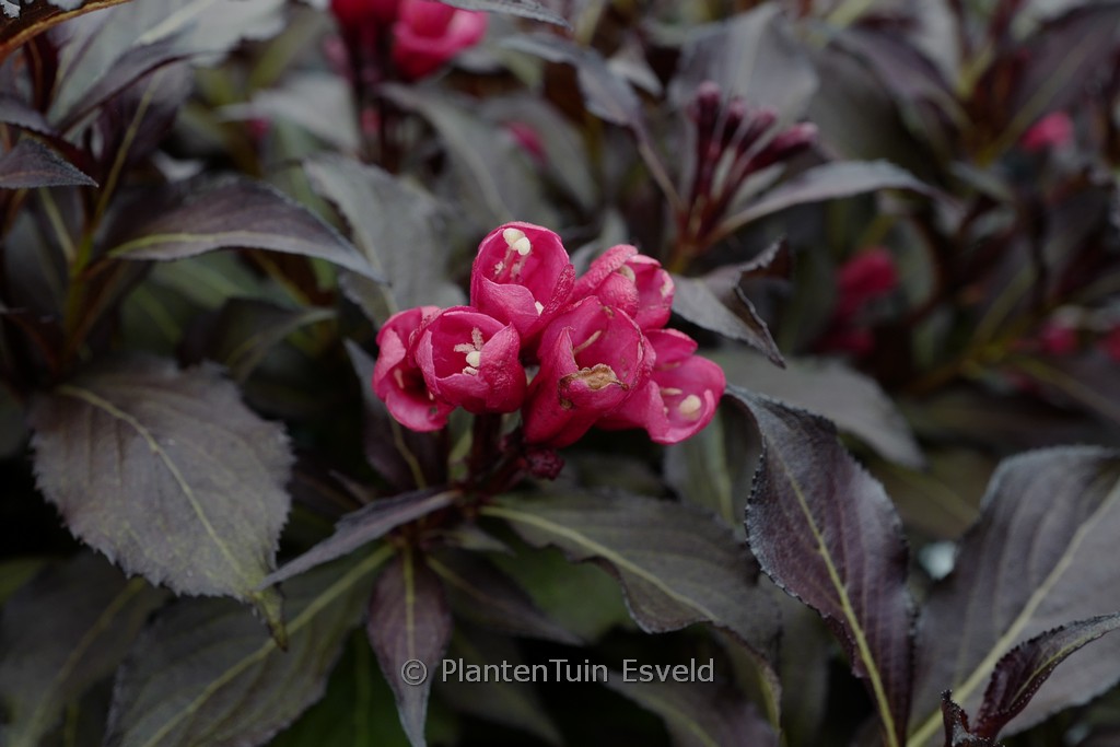 Weigela ‚Electric Love‘
