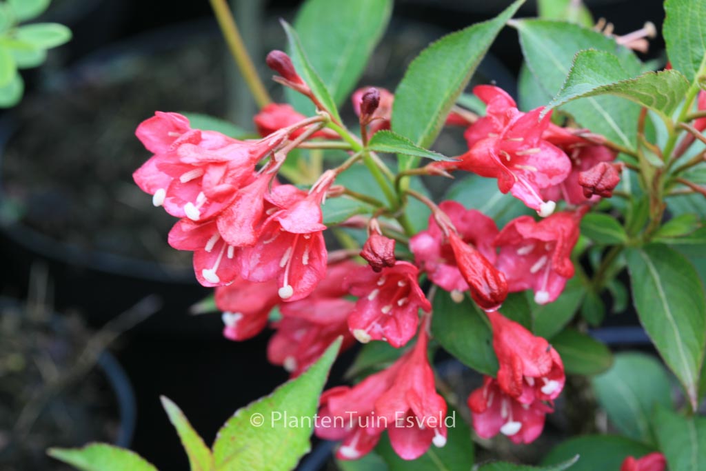 Weigela ‚Eva Rathke‘