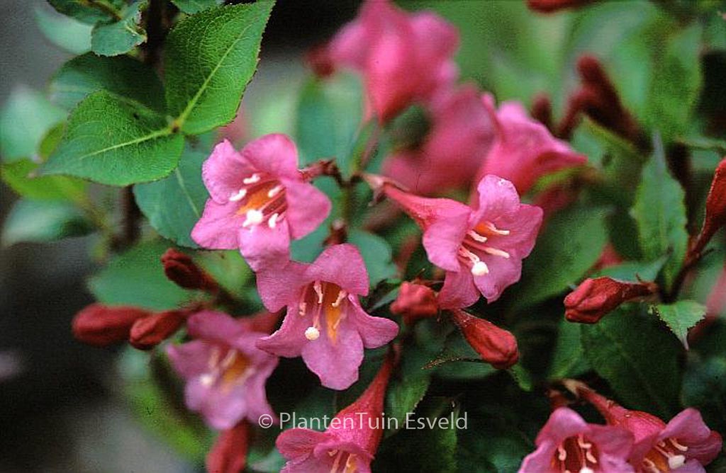 Weigela ‚Evita‘