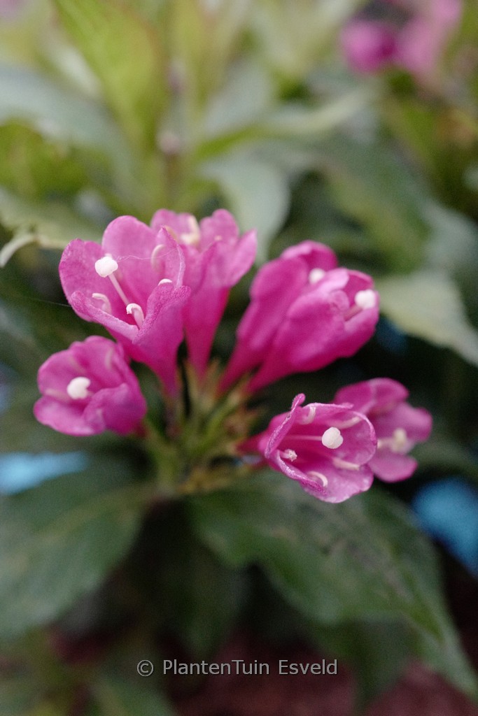 Weigela ‚JS4‘ (BIG LOVE)