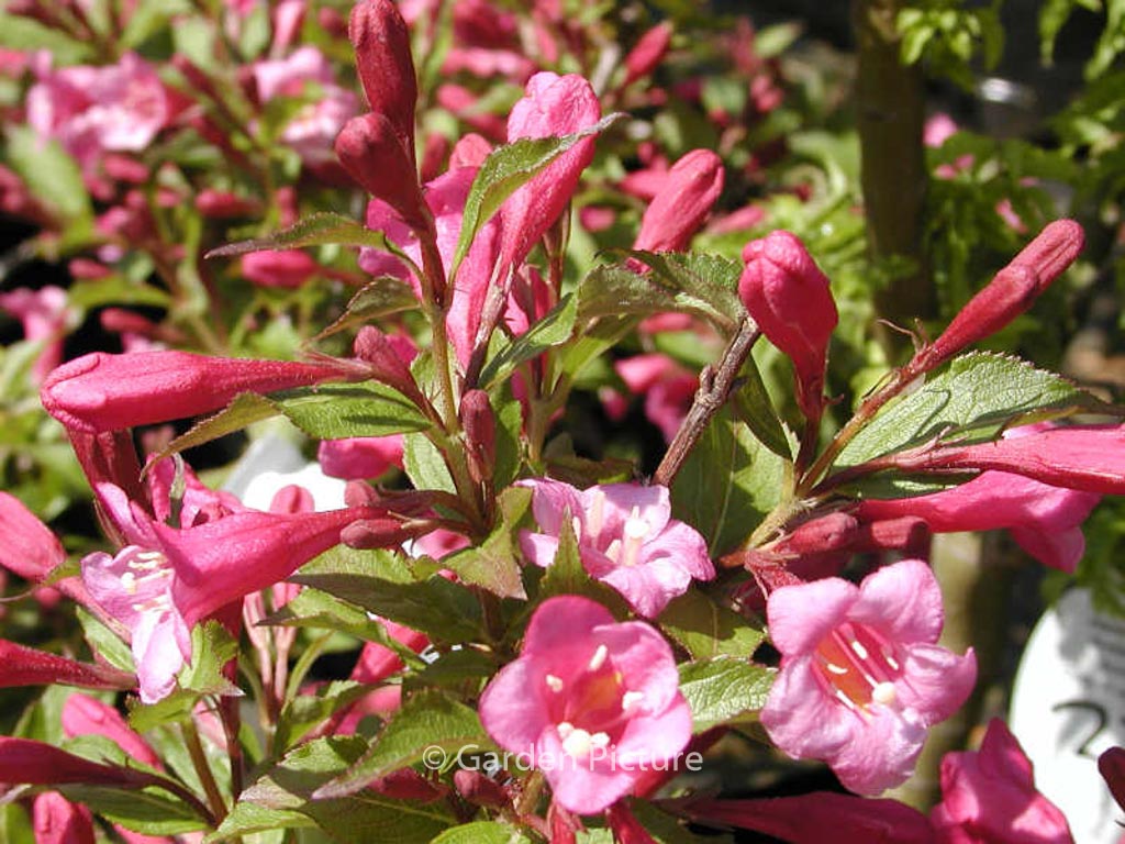 Weigela ‚Minuet‘