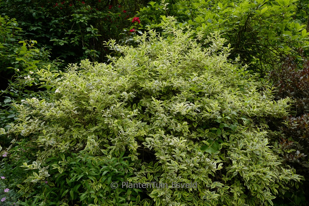 Weigela ‚Nana Variegata‘