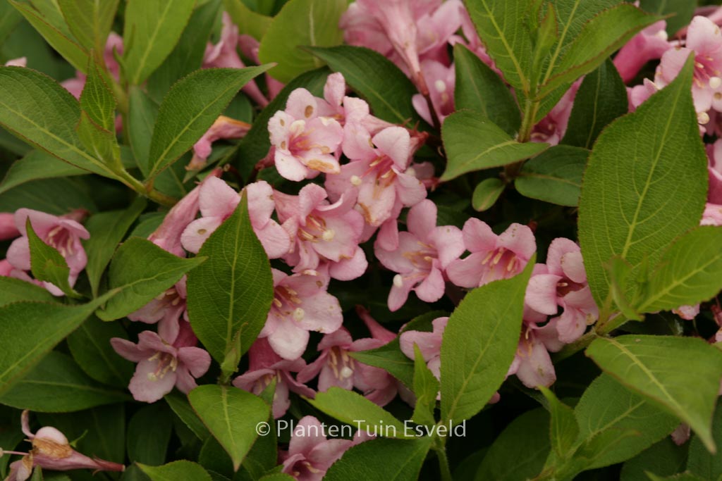 Weigela ‚Piccolo‘