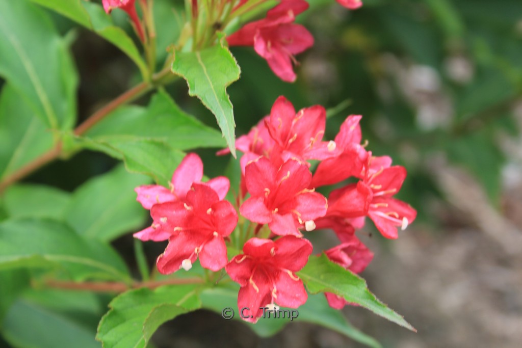 Weigela ‚Red Prince‘