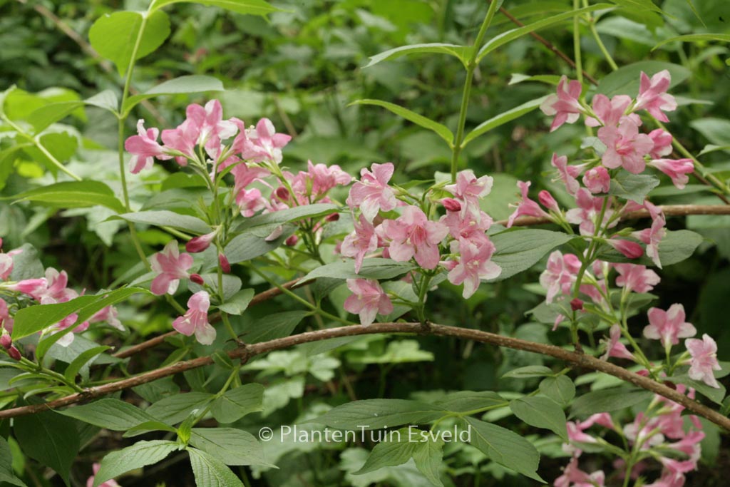 Weigela ‚Rosea‘
