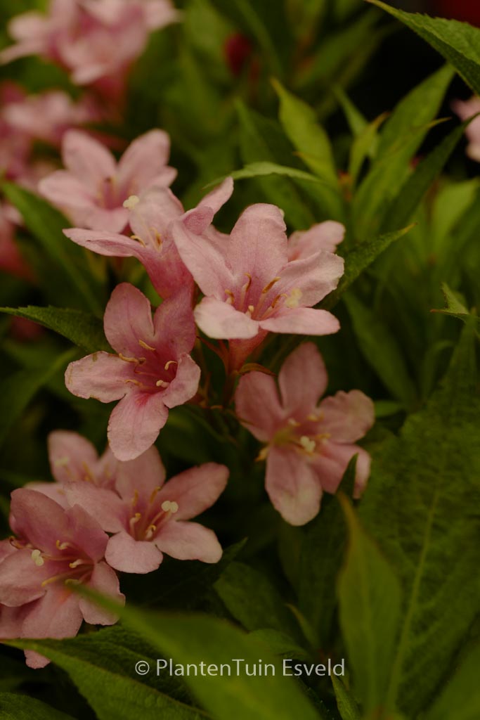 Weigela ‚TVP2‘ (PICOBELLA ROSA)