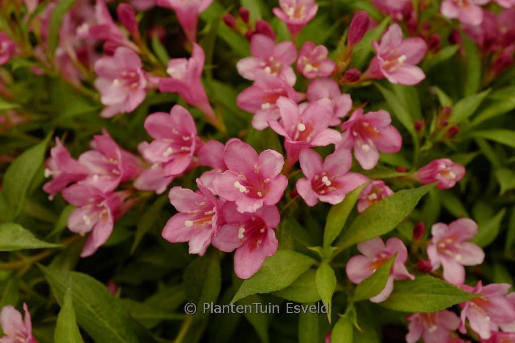 Weigela ‚TVP3‘ (PICOBELLA ROSSO)