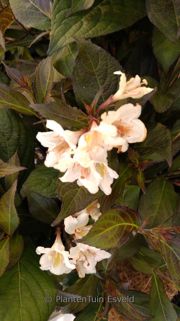 Weigela ‚Velda‘ (EBONY AND IVORY)