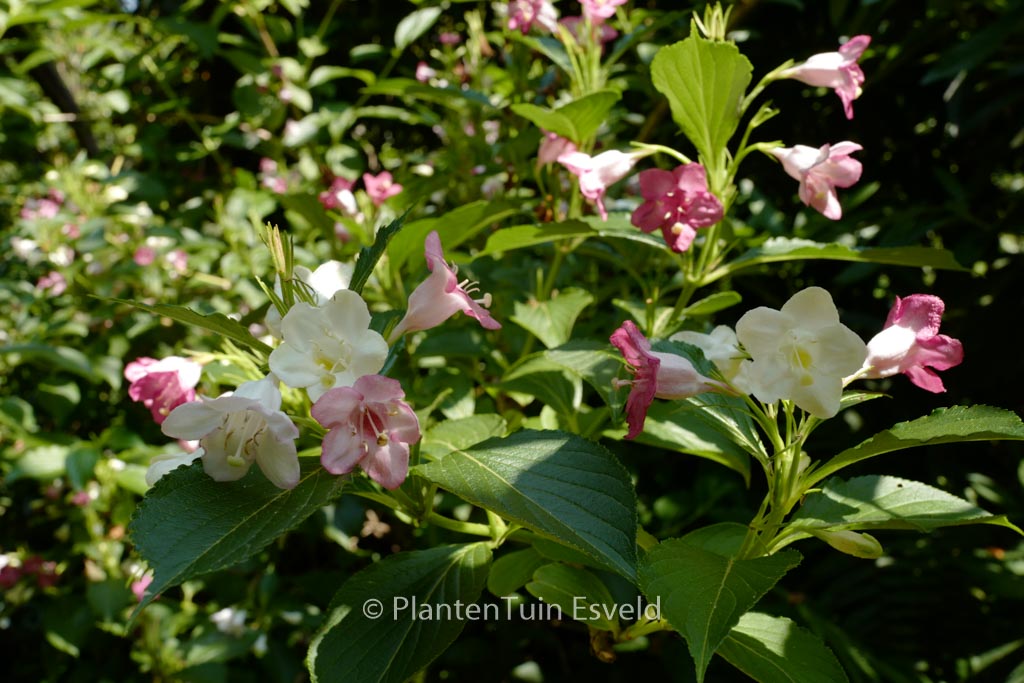 Weigela coraeensis