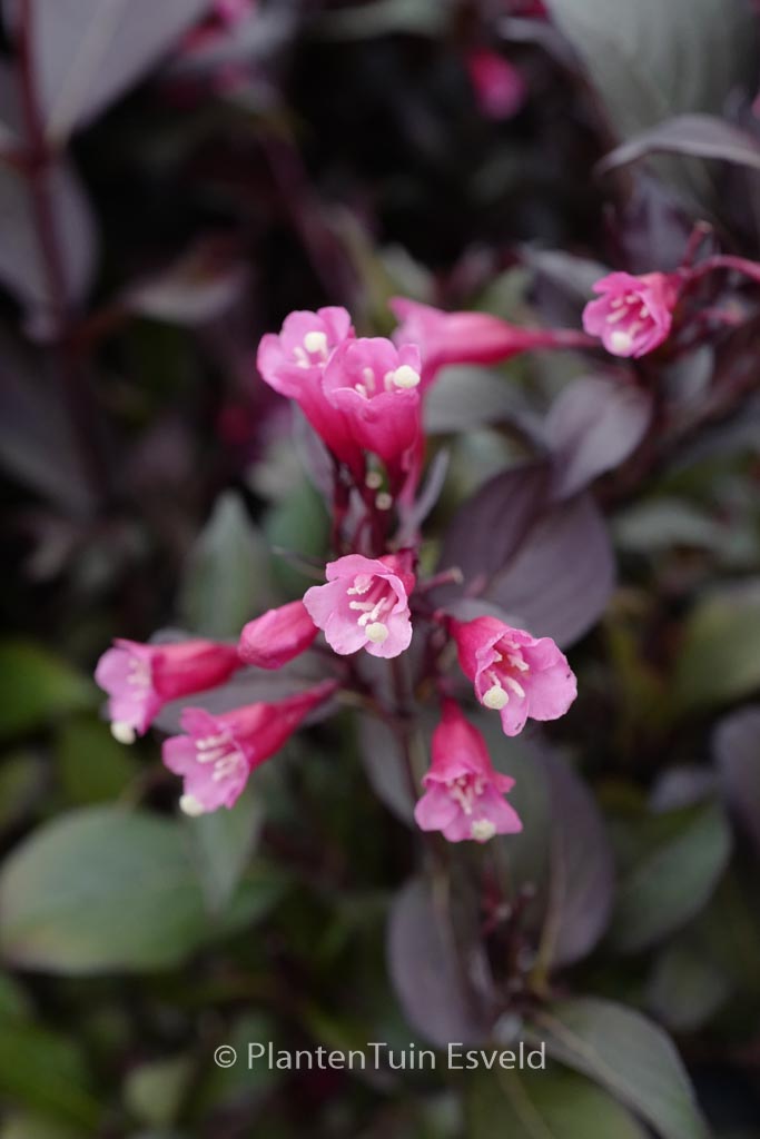 Weigela florida ‚Alexandra‘ (WINE AND ROSES)