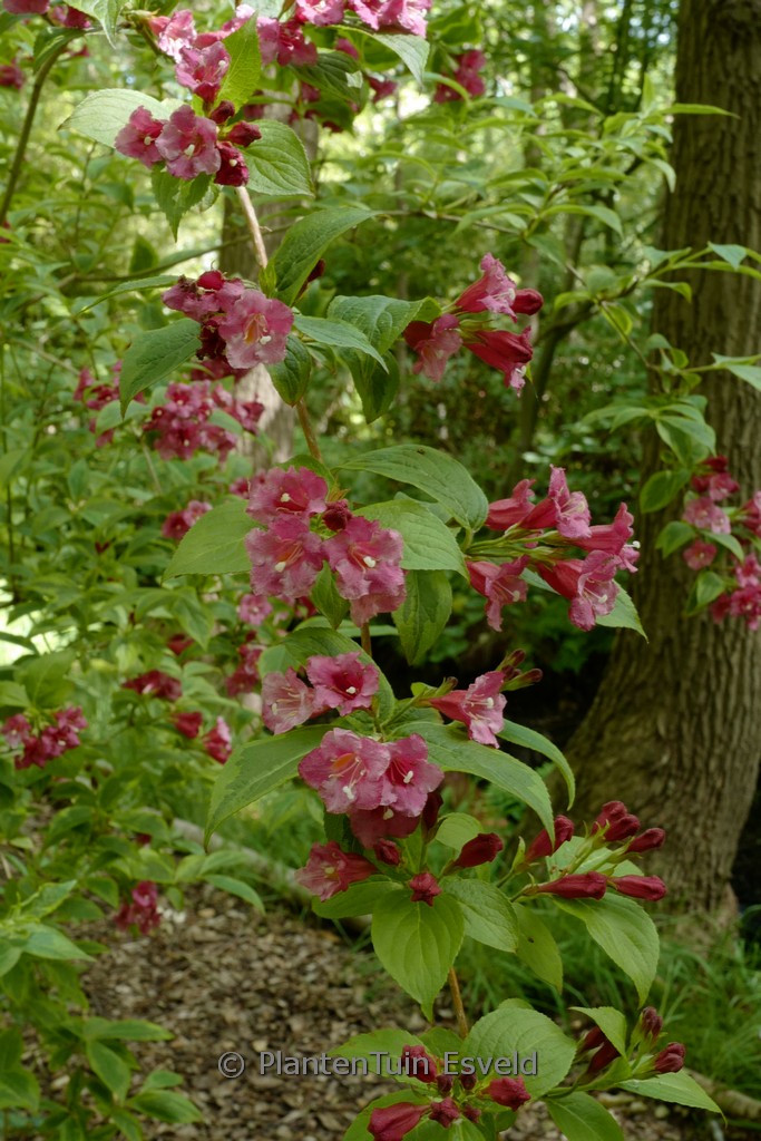 Weigela florida ‚Brigela‘ (FRENCH LACE) (MOULIN ROUGE)