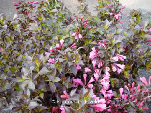 Weigela florida ‚Nana Purpurea‘