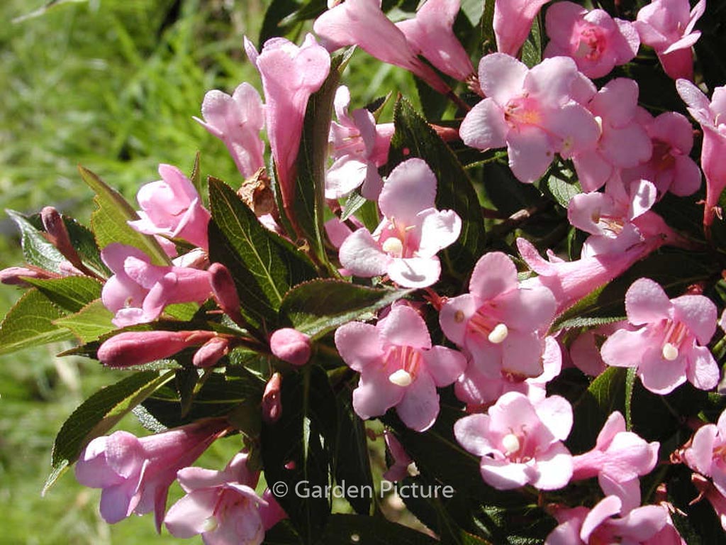 Weigela florida ‚Plangen‘ (PINK POPPET)
