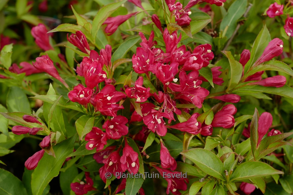 Weigela florida ‚Slingco 1‘ (All Summer Red)