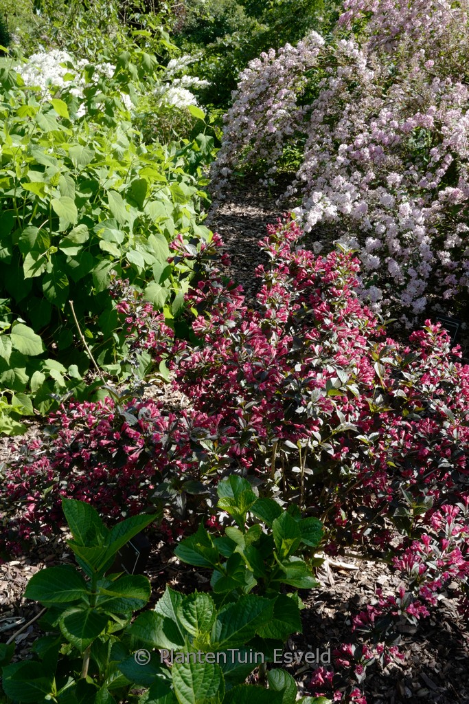 Weigela florida ‚Tango‘