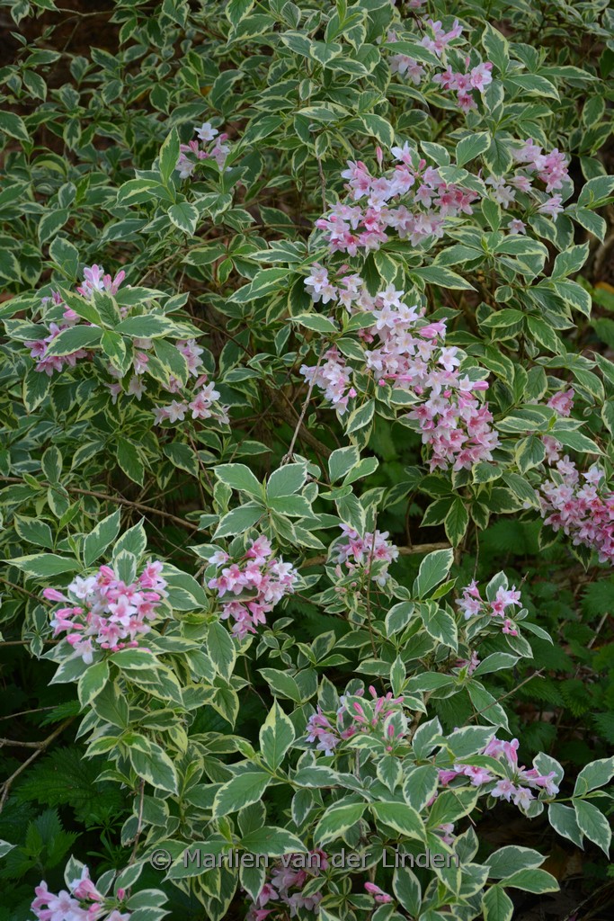 Weigela florida ‚Variegata‘